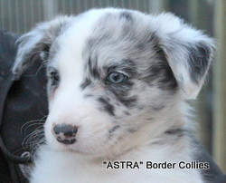 Blue merle, male, rough coated, border collie puppy